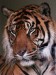 tygr